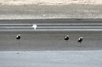 ダイゼン ふなばし三番瀬海浜公園 2019年8月15日(木)