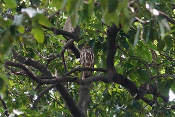 Wed, 7/31/2019 Birding report at 箕面山