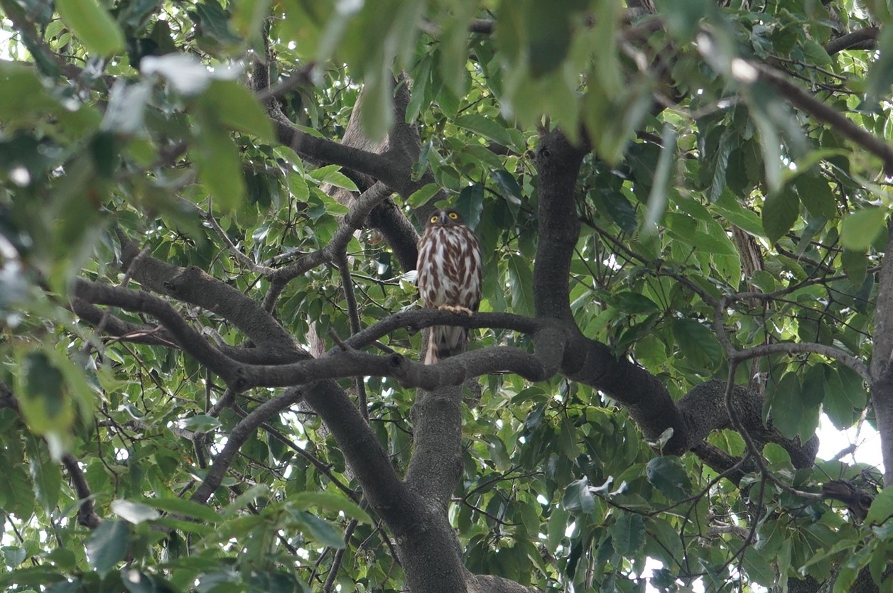 箕面山 アオバズクの写真 by マル