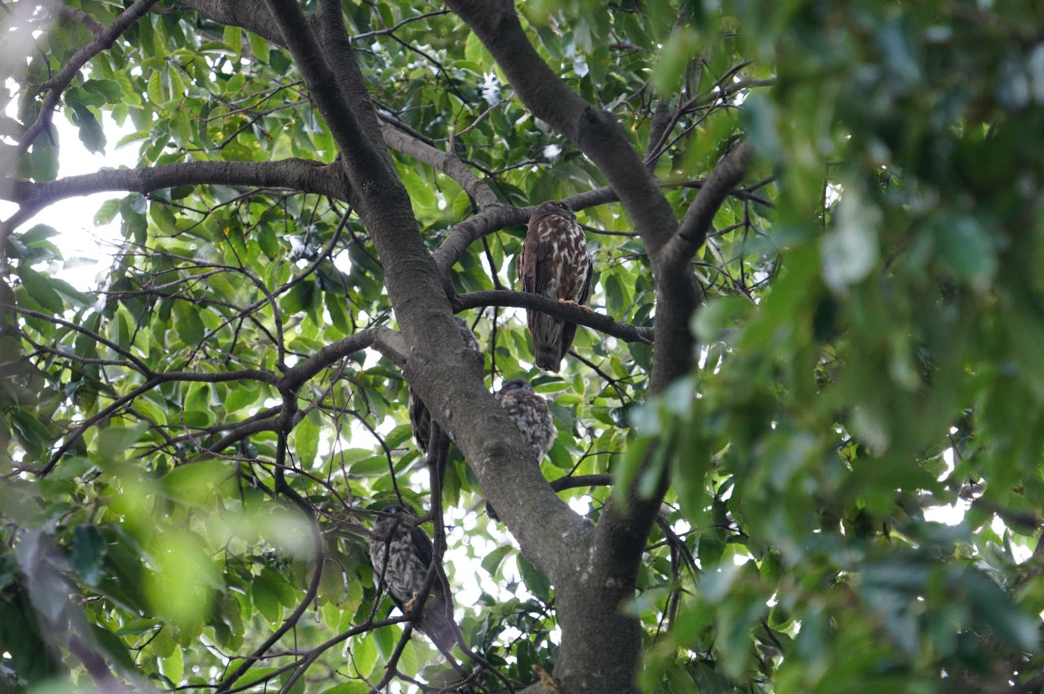 箕面山 アオバズクの写真 by マル