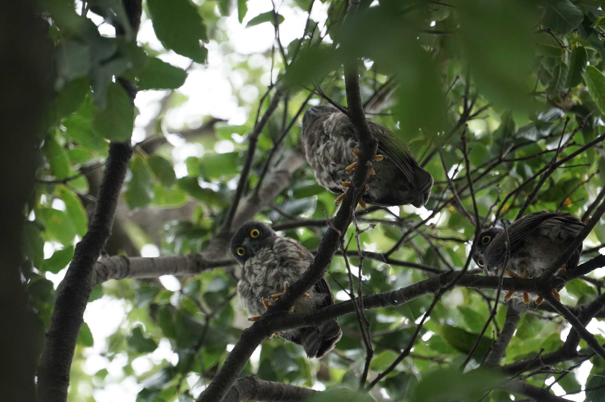 箕面山 アオバズクの写真 by マル