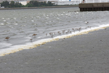 ミユビシギ ふなばし三番瀬海浜公園 2019年8月15日(木)