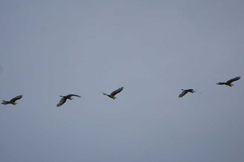 2019年8月9日(金) 平城京跡の野鳥観察記録