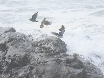 アオバト 大磯照ヶ崎海岸 2019年8月15日(木)