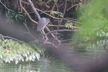 Striated Heron 猪名川公園 Mon, 7/15/2019