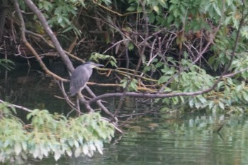 Striated Heron 猪名川公園 Mon, 7/15/2019