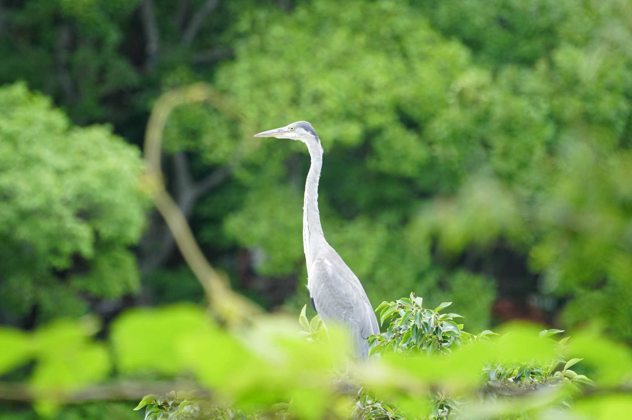 猪名川公園 アオサギの写真 by マル