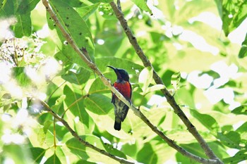 Purple-throated Sunbird Bilar Sun, 7/21/2019