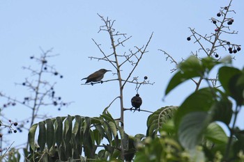 Purple-throated Sunbird Bilar Sun, 7/21/2019