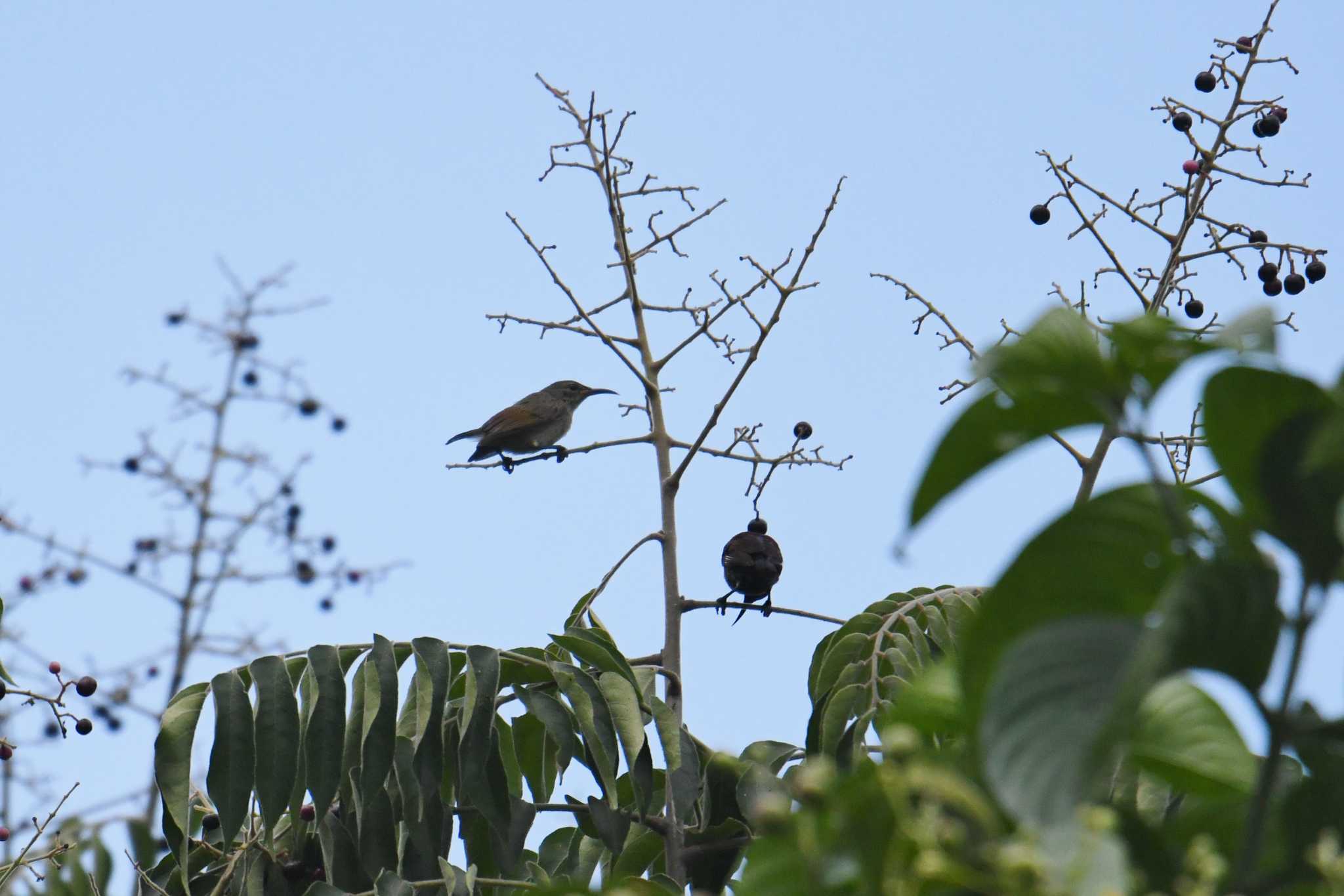 Purple-throated Sunbird