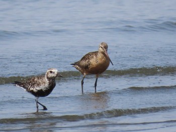 オオソリハシシギ ふなばし三番瀬海浜公園 2019年8月13日(火)