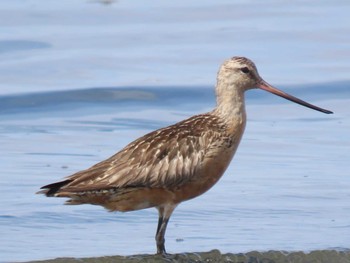 オオソリハシシギ ふなばし三番瀬海浜公園 2019年8月13日(火)