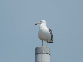 ウミネコ 大磯照ヶ崎海岸 2019年8月11日(日)