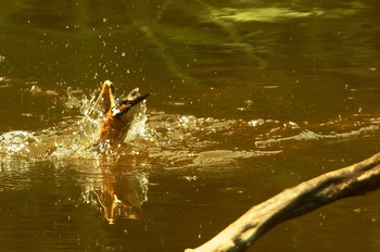 カワセミ 葛西臨海公園 2019年7月30日(火)