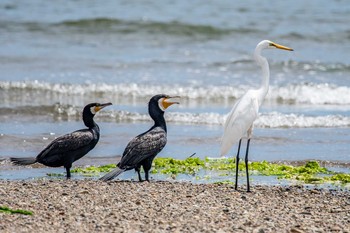 カワウ 加古川河口 2019年8月7日(水)