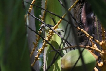 Metallic-winged Sunbird(decorosa) 場所が不明 2019年7月21日(日)