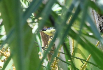 Metallic-winged Sunbird(decorosa) ボホール Sun, 7/21/2019