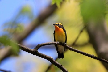 キビタキ 大阪城公園 2019年4月20日(土)