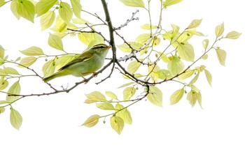 Eastern Crowned Warbler 能美市 Mon, 5/6/2019