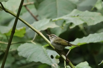 Sakhalin Leaf Warbler Shunkunitai Mon, 8/12/2019