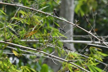 2019年7月20日(土) Loboc River Cruiseの野鳥観察記録