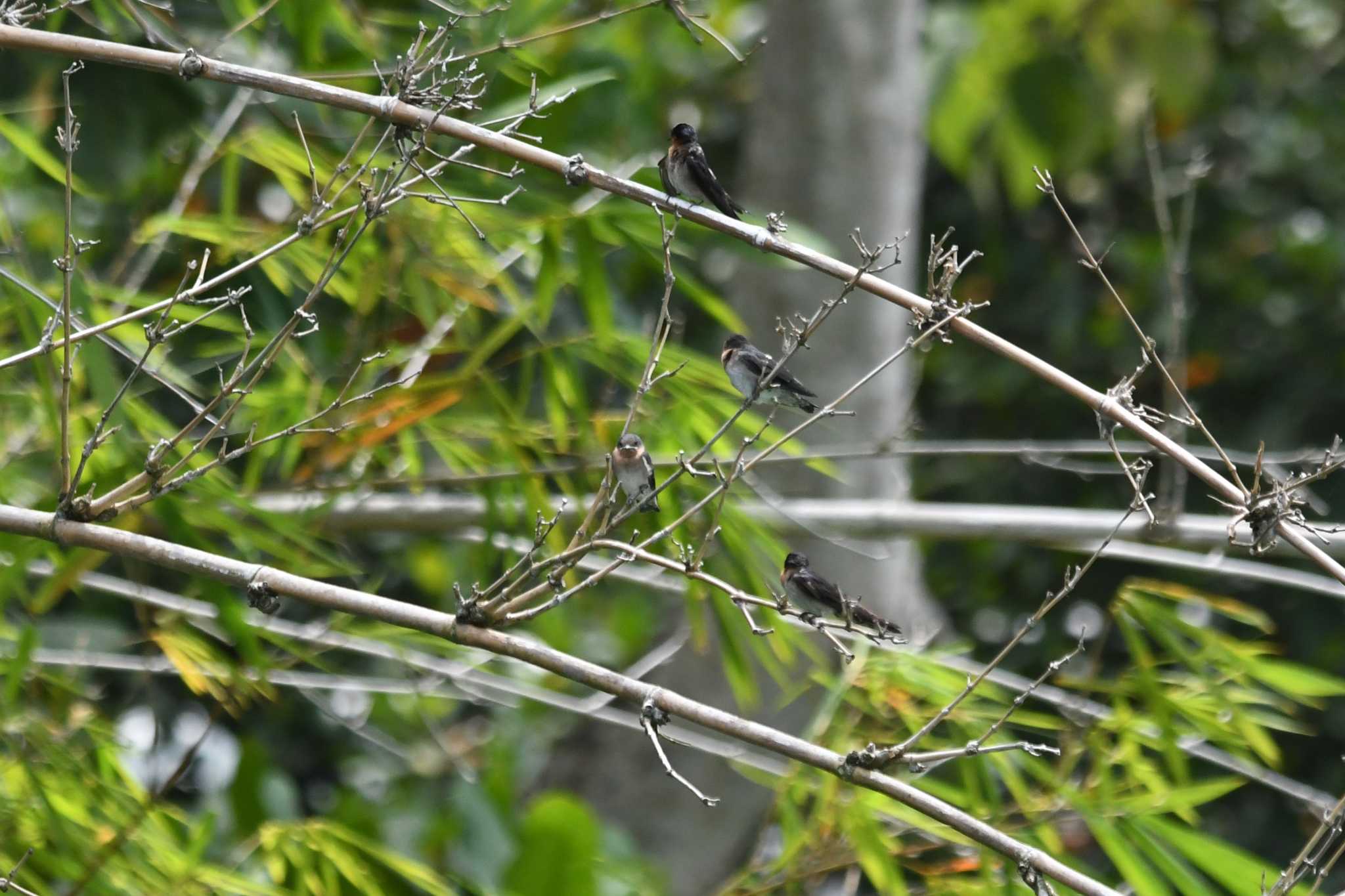 Loboc River Cruise リュウキュウツバメの写真 by あひる