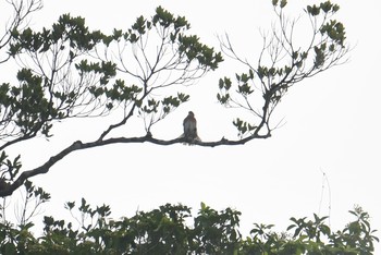 未同定 ラジャ・シカチュナ国立公園 2019年7月20日(土)