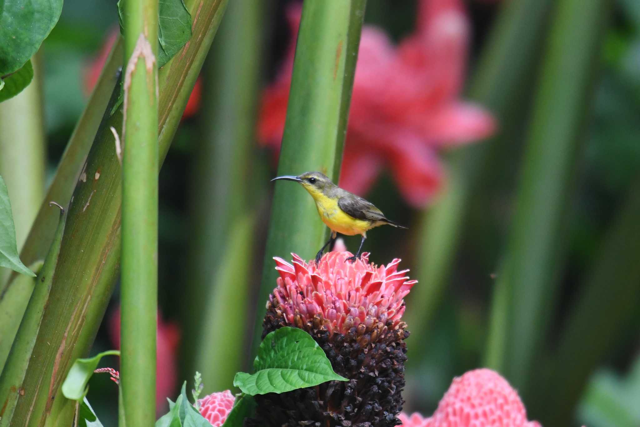 Photo of Ornate Sunbird at Bilar by あひる