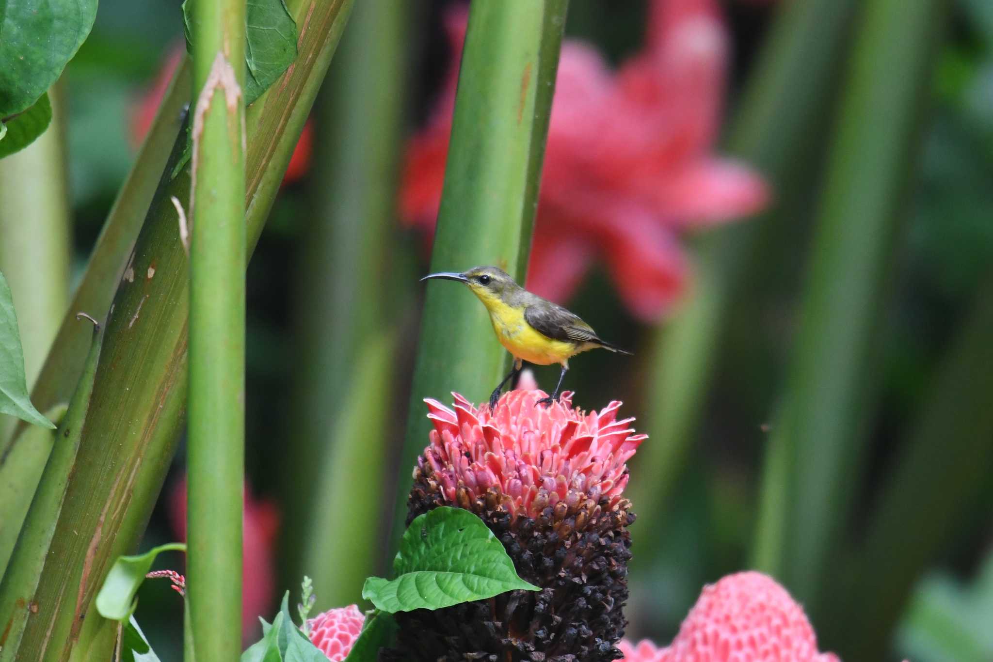 Ornate Sunbird