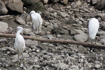 コサギ 東京港野鳥公園 2019年8月16日(金)