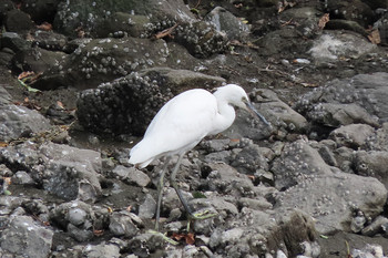 コサギ 東京港野鳥公園 2019年8月16日(金)