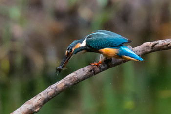 カワセミ 葛西臨海公園 2019年8月14日(水)