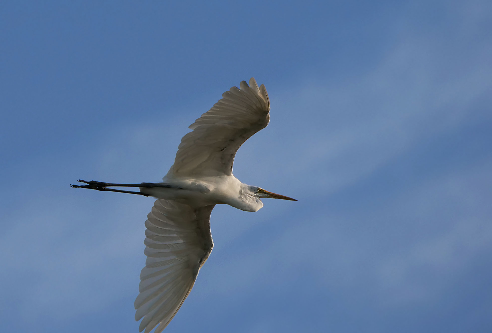 Photo of Great Egret at Isanuma by Rothlega