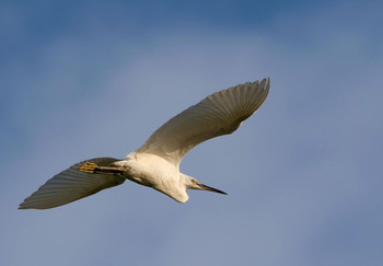 Little Egret Isanuma Fri, 8/16/2019