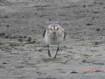 2019年8月16日(金) ふなばし三番瀬海浜公園の野鳥観察記録