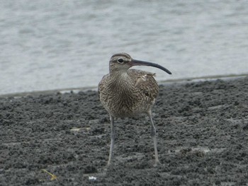 チュウシャクシギ ふなばし三番瀬海浜公園 2019年8月16日(金)