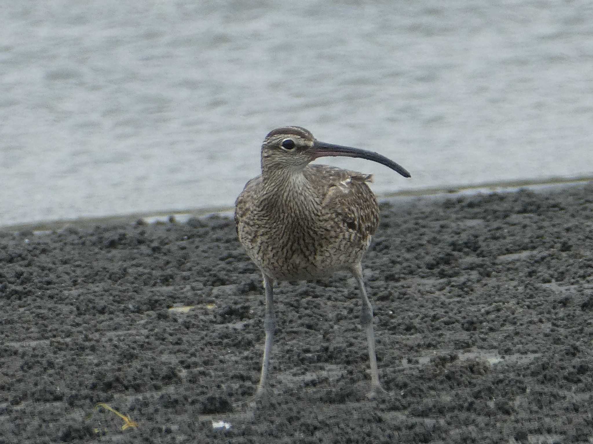 チュウシャクシギ