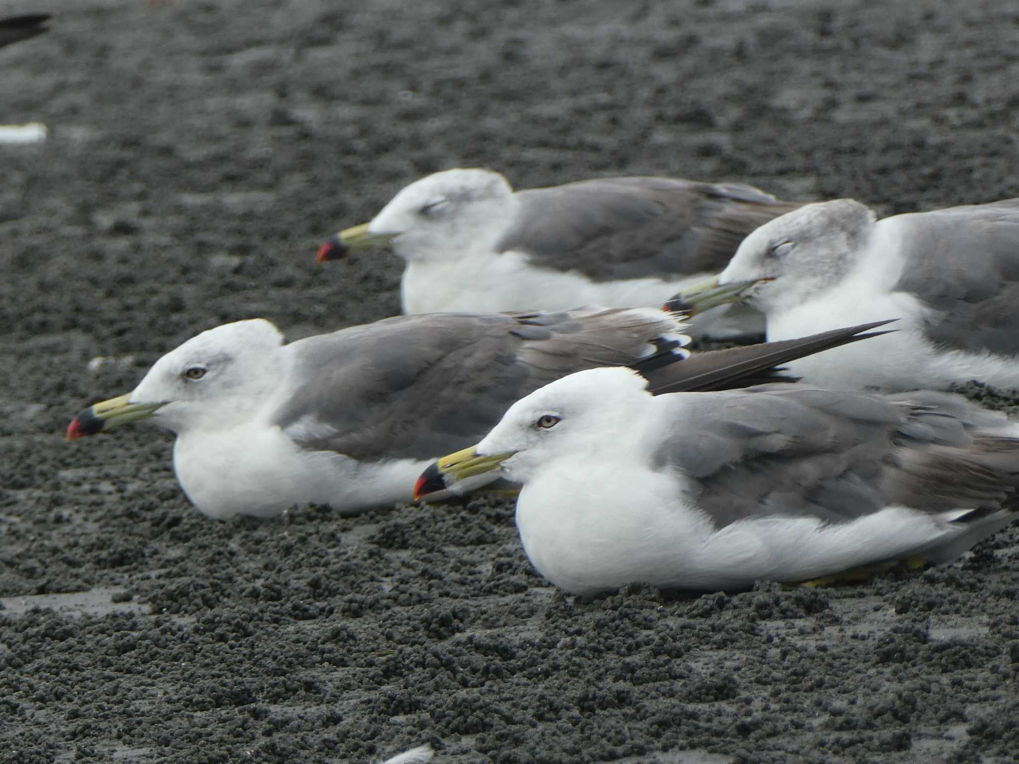 ふなばし三番瀬海浜公園 ウミネコの写真 by Kozakuraband