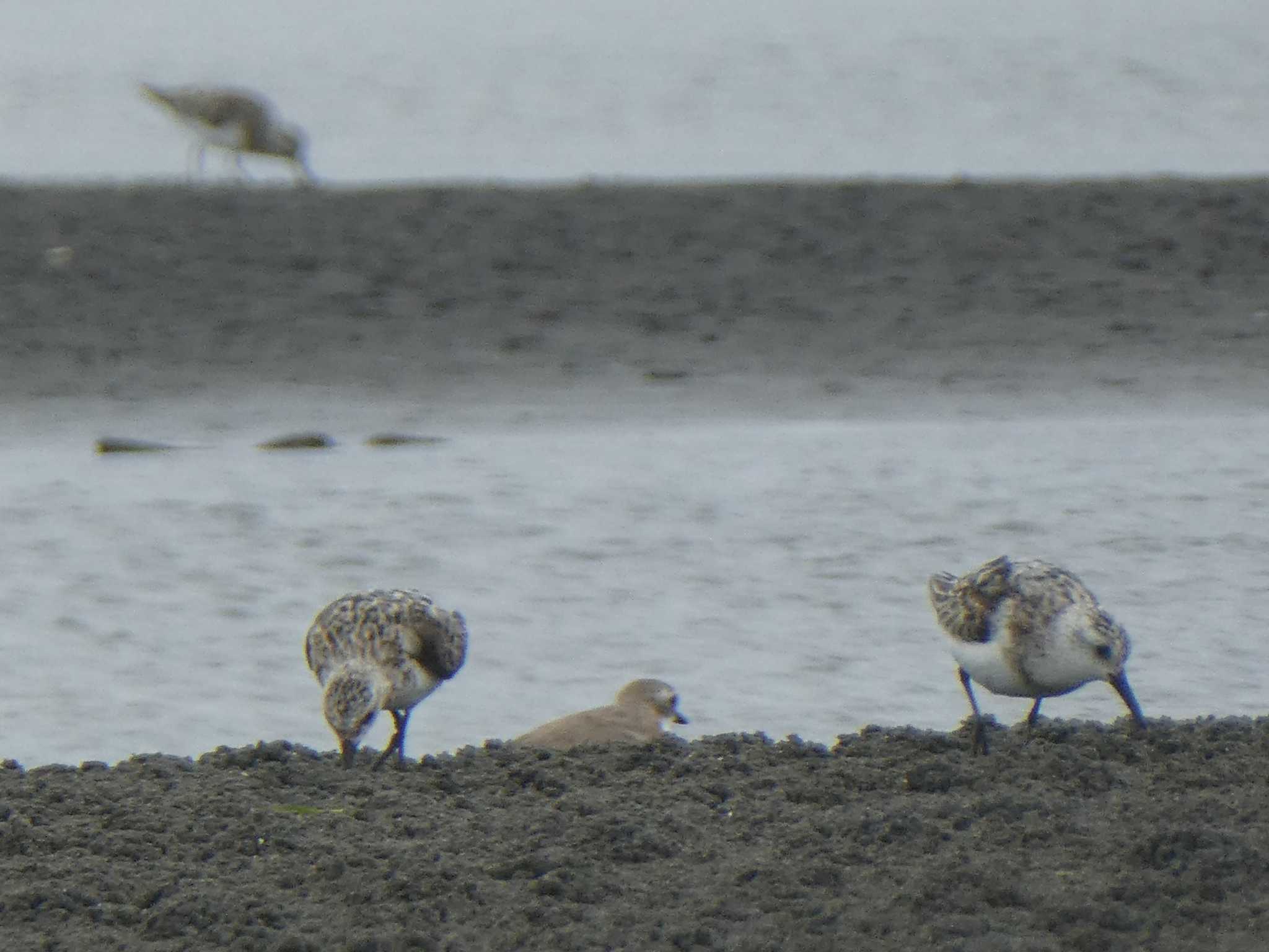 ふなばし三番瀬海浜公園 ミユビシギの写真 by Kozakuraband