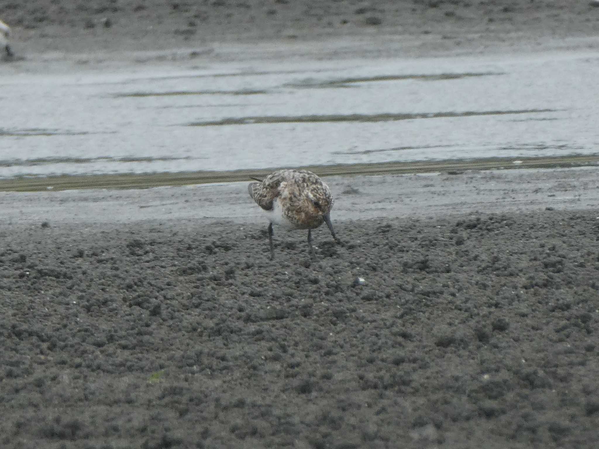 ふなばし三番瀬海浜公園 ミユビシギの写真 by Kozakuraband