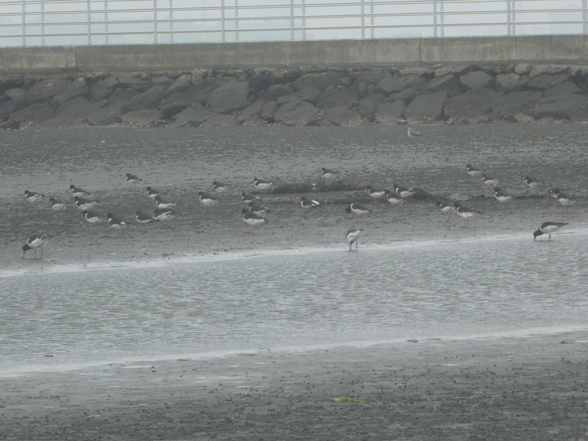 ふなばし三番瀬海浜公園 ミヤコドリの写真 by Kozakuraband