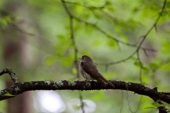 Dark-sided Flycatcher 御泉水自然園 Thu, 7/18/2019