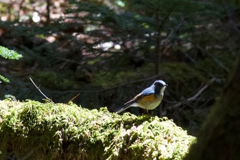 ルリビタキ 白駒池 2019年5月30日(木)