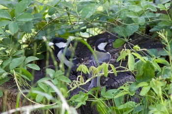 Japanese Tit 長野県（中信） Sun, 5/26/2019