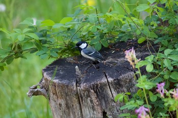 Japanese Tit 長野県（中信） Thu, 5/16/2019