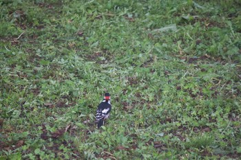 Great Spotted Woodpecker 長野県（中信） Wed, 6/12/2019