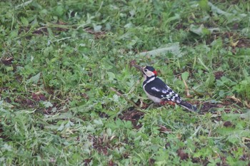 Great Spotted Woodpecker 長野県（中信） Wed, 6/12/2019
