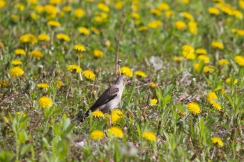 コムクドリ 長野県（中信） 2019年5月15日(水)