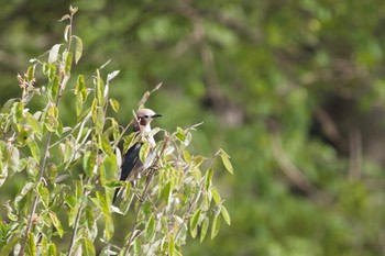 Chestnut-cheeked Starling 長野県（中信） Wed, 5/15/2019