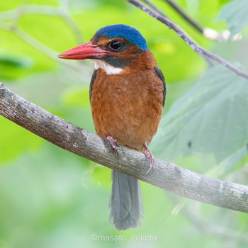Green-backed Kingfisher Tangkoko NR(Indonesia Sulawesi Island) Mon, 8/12/2019
